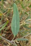 Atriplex oblongifolia