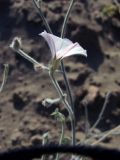 Convolvulus divaricatus