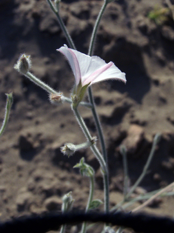 Image of Convolvulus divaricatus specimen.