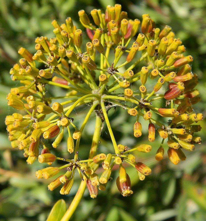 Image of Bupleurum fruticosum specimen.
