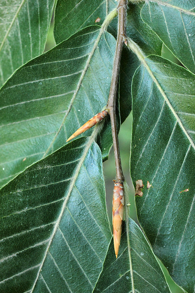 Image of Fagus sylvatica specimen.