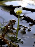 Ranunculus circinatus