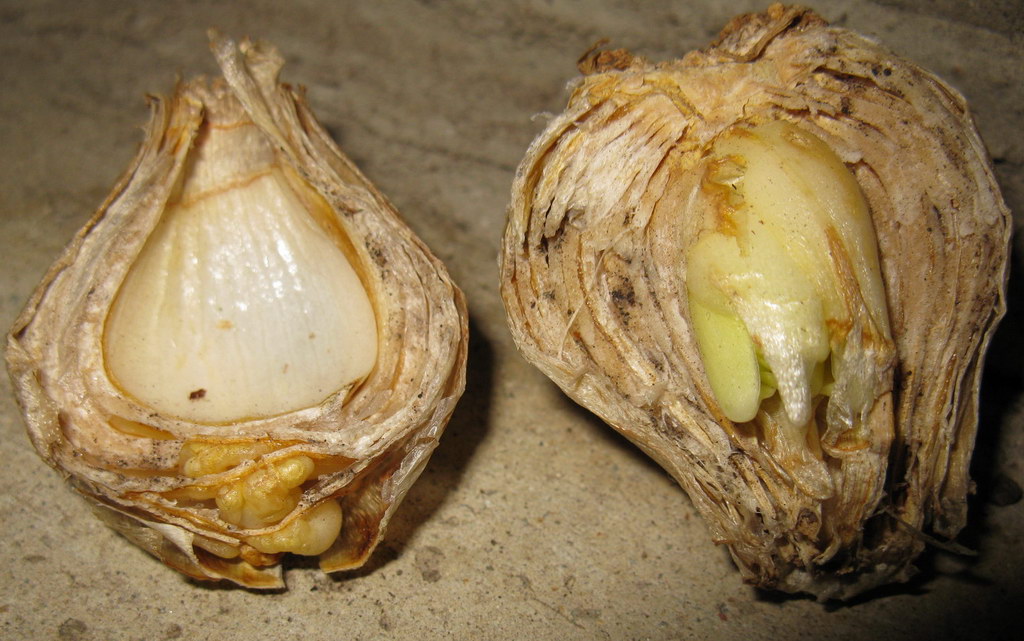 Image of Hyacinthus orientalis specimen.