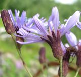 Lactuca sibirica