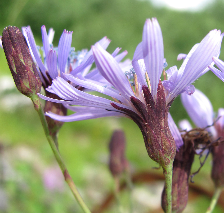 Изображение особи Lactuca sibirica.