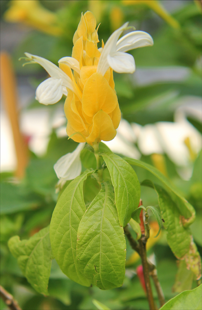 Image of Pachystachys lutea specimen.