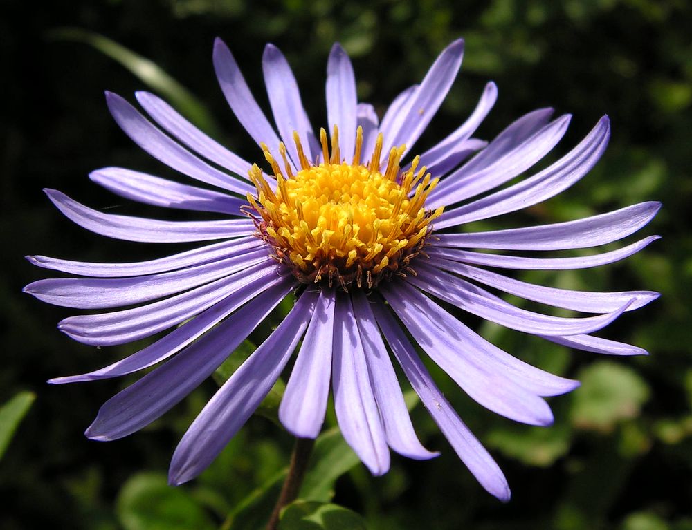 Image of Aster maackii specimen.