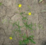 Potentilla argentea. Цветущее растение. Иркутск, пригород, на тропинке в сад-во. 16.08.2008.