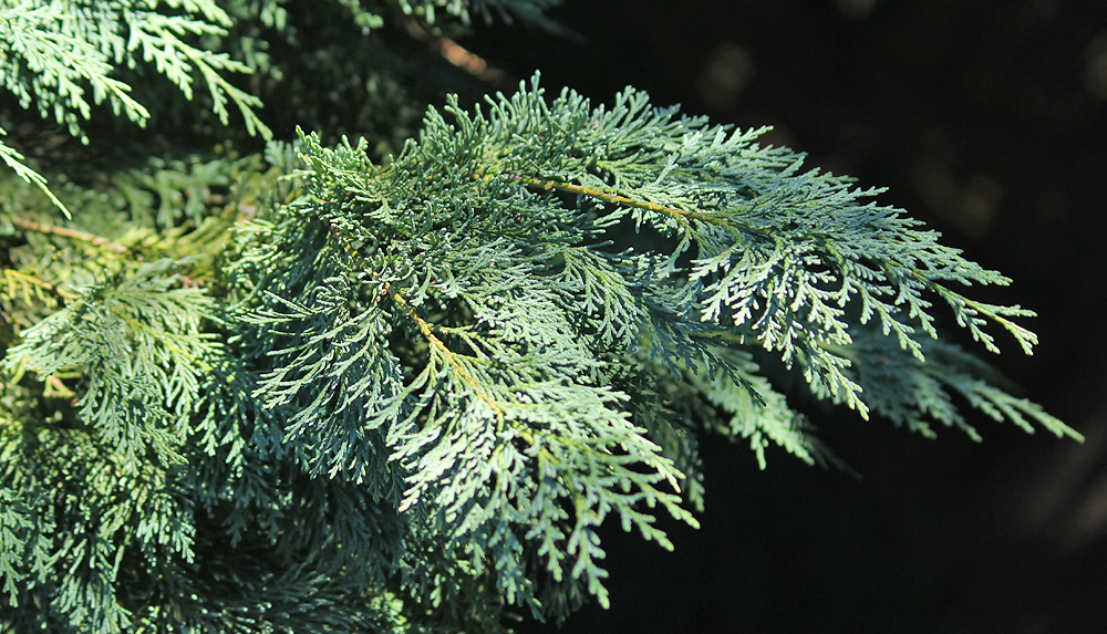 Изображение особи Calocedrus decurrens.