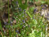 Polygala amarella