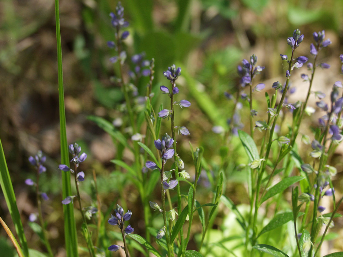 Image of Polygala amarella specimen.