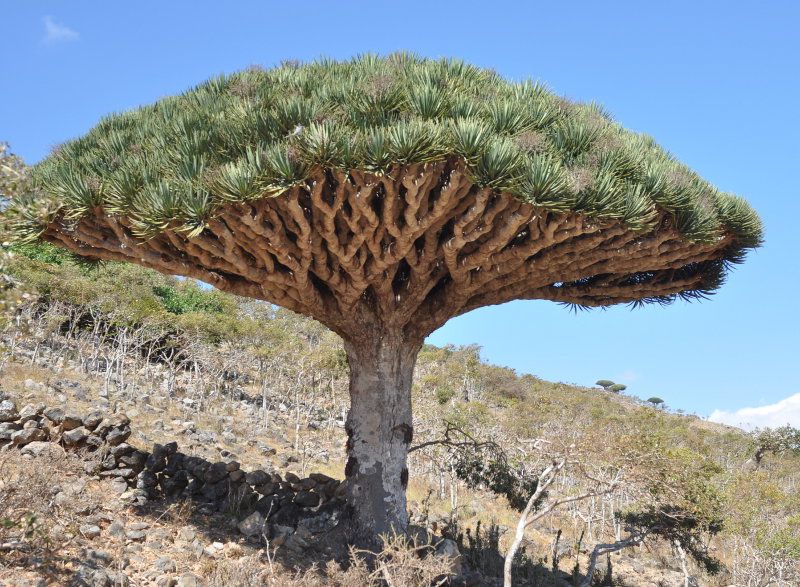 Изображение особи Dracaena cinnabari.