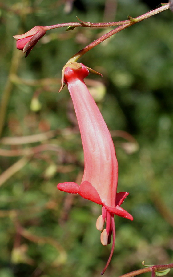 Изображение особи Phygelius capensis.