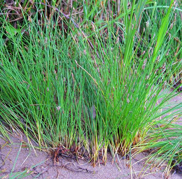 Изображение особи Eleocharis palustris.