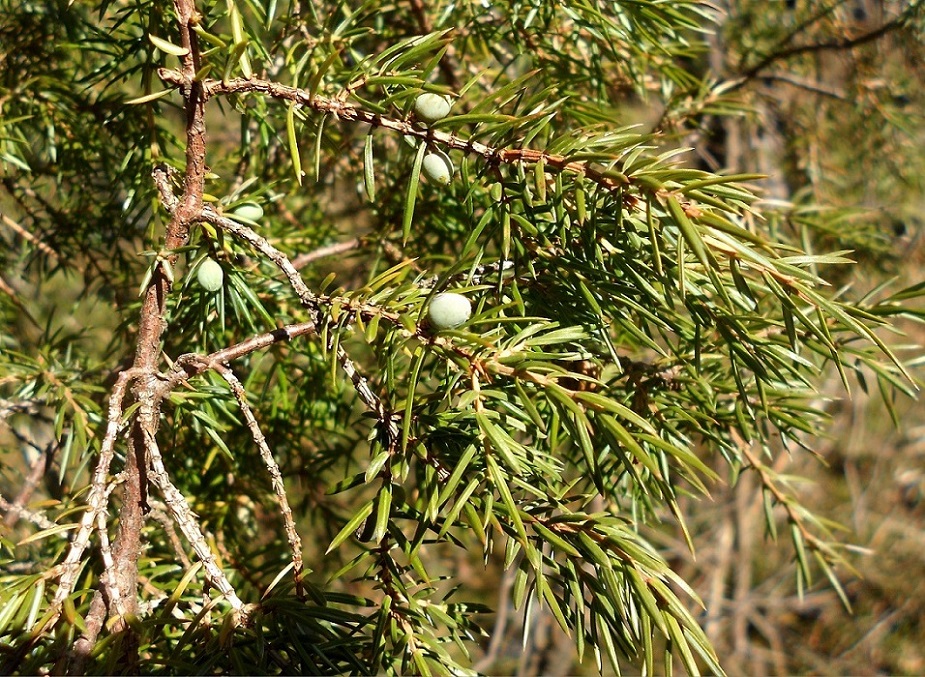 Изображение особи Juniperus communis.