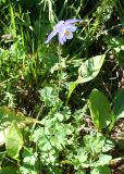 Aquilegia jucunda