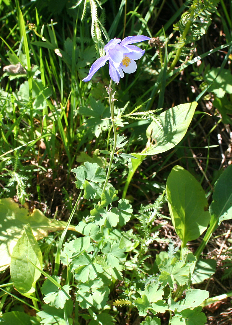 Изображение особи Aquilegia jucunda.