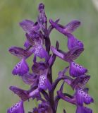 Anacamptis morio subspecies caucasica