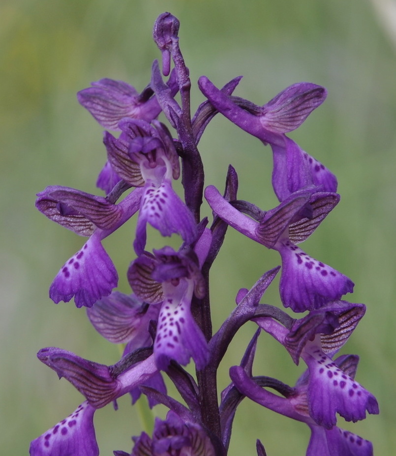 Изображение особи Anacamptis morio ssp. caucasica.