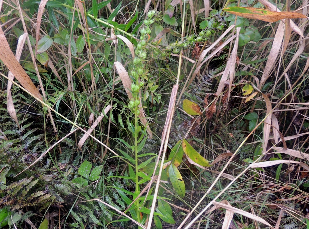 Image of Lobelia sessilifolia specimen.