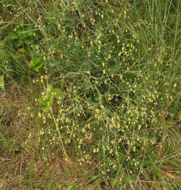 Image of Thalictrum minus specimen.