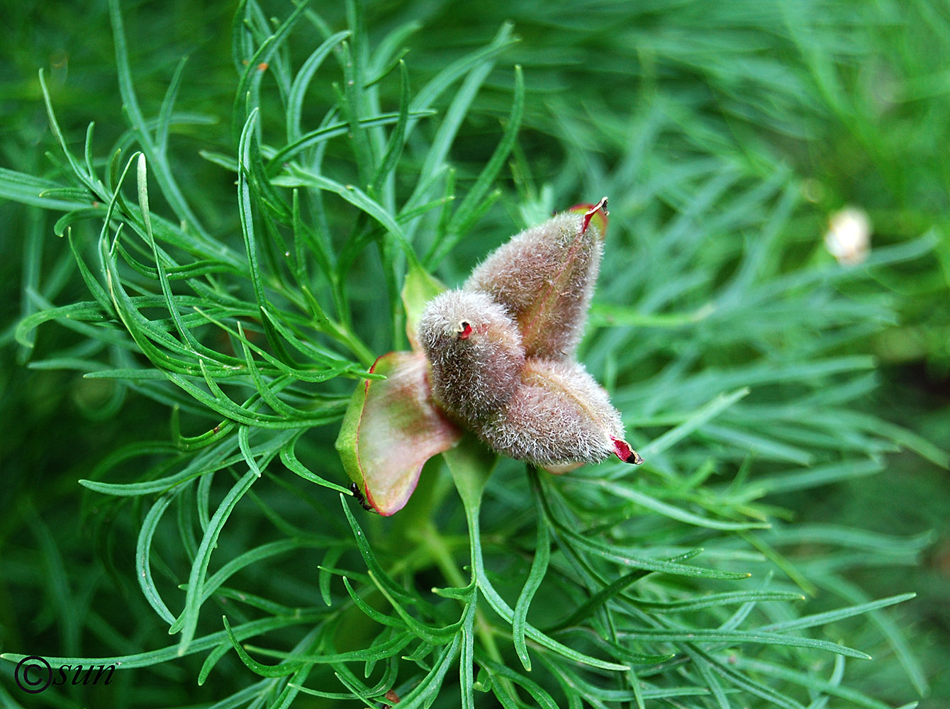 Изображение особи Paeonia tenuifolia.