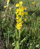 Primula macrocalyx. Цветущее растение. Краснодарский край, вдоль дороги на плато Лагонаки. 28.04.2013.