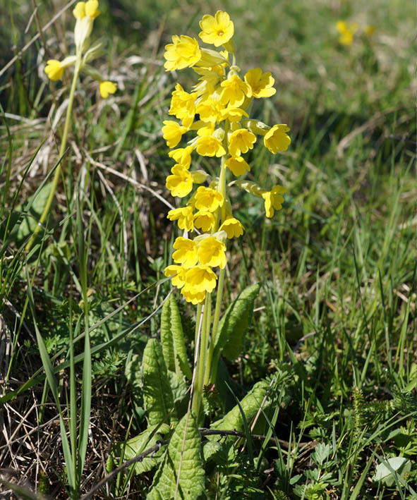 Изображение особи Primula macrocalyx.