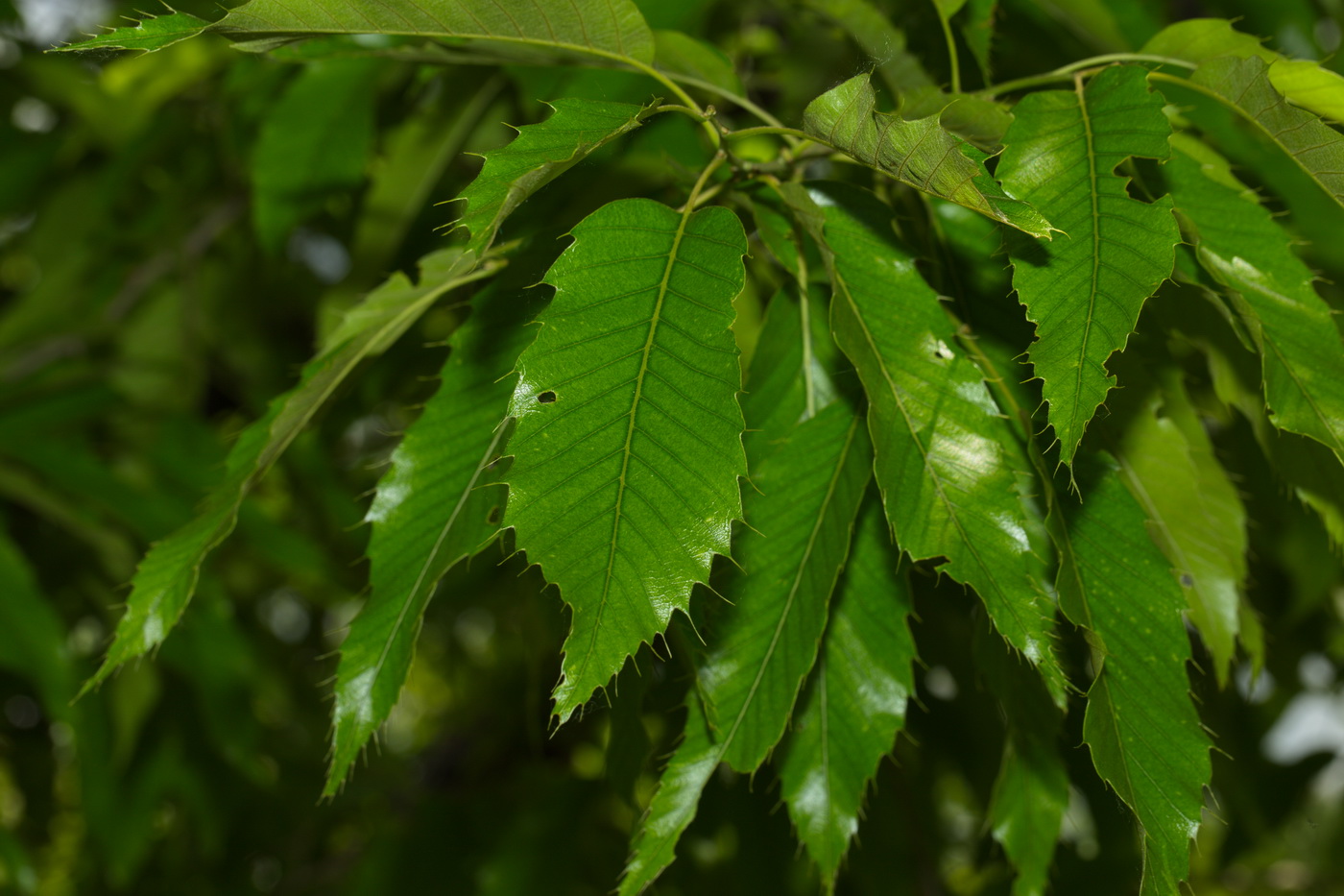 Изображение особи Quercus variabilis.