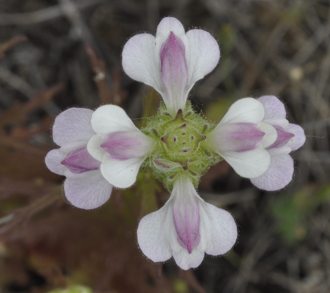 Image of Bellardia trixago specimen.