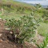 Buglossoides arvensis. Цветущее растение. Краснодарский край, м/о г. Новороссийск, гора Большой Маркотх. 27.04.2014.