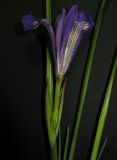 Iris ruthenica