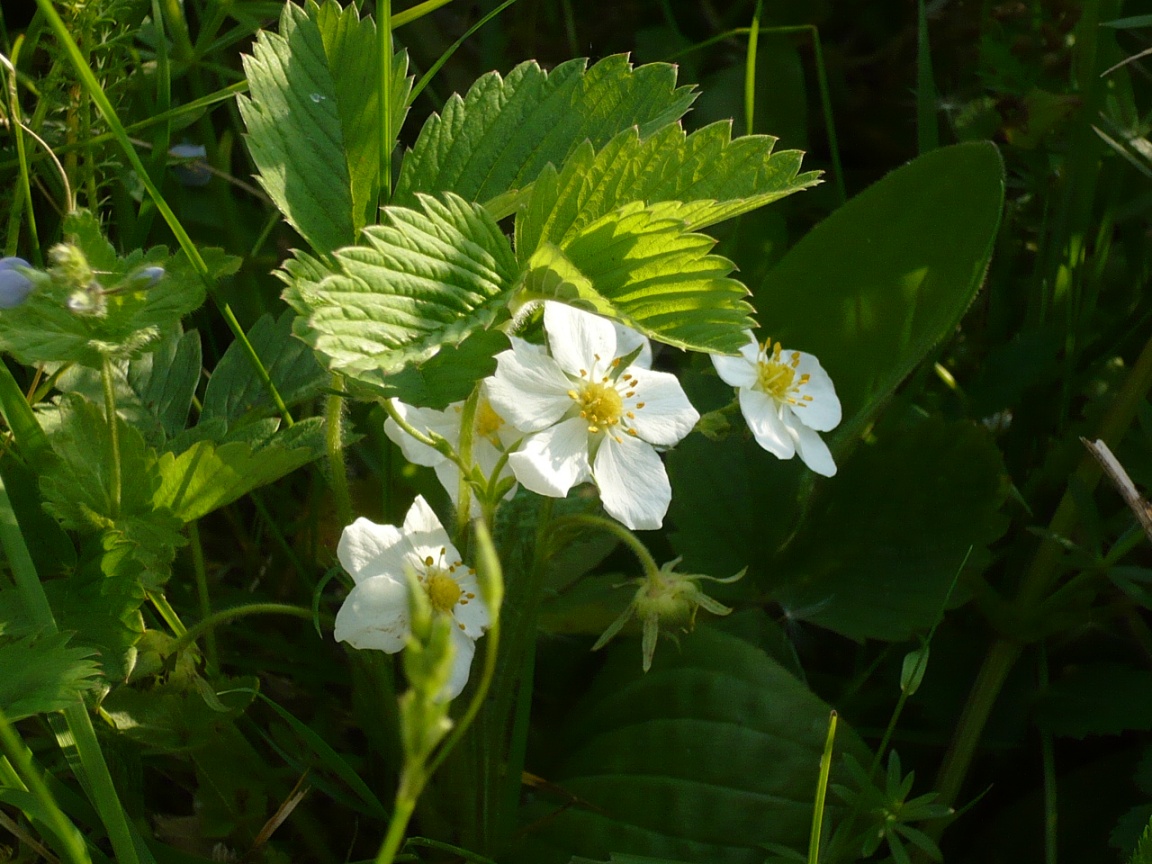 Image of Fragaria vesca specimen.