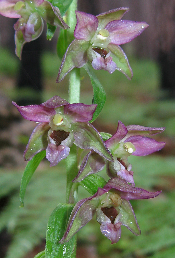Image of Epipactis distans specimen.