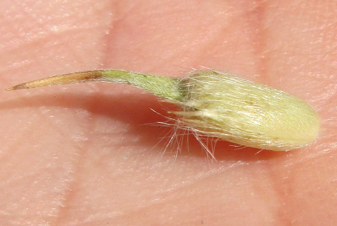 Image of Psoralea bituminosa ssp. pontica specimen.