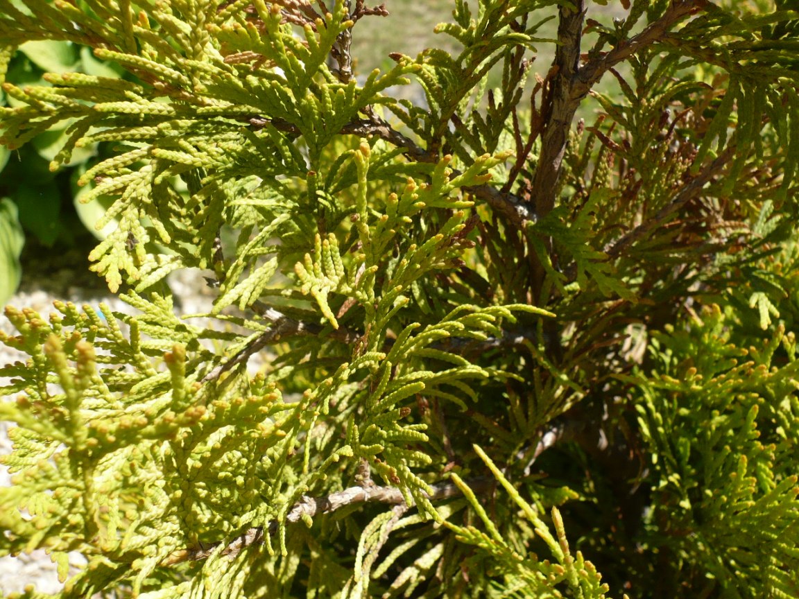 Image of Thuja occidentalis specimen.