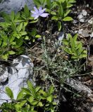 Lactuca intricata