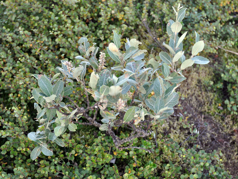 Изображение особи Salix glauca.