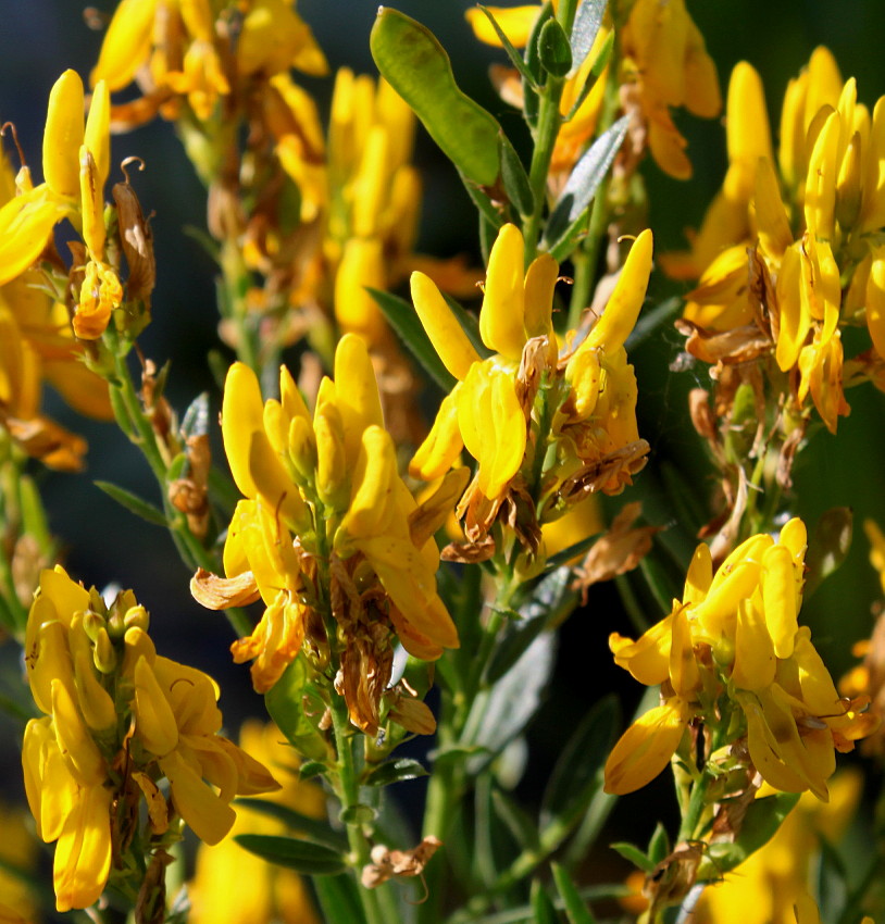 Image of Genista tinctoria specimen.