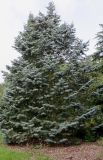 Abies concolor. Вегетирующее растение ('Argentea'). Германия, г. Дюссельдорф, Ботанический сад университета. 05.09.2014.