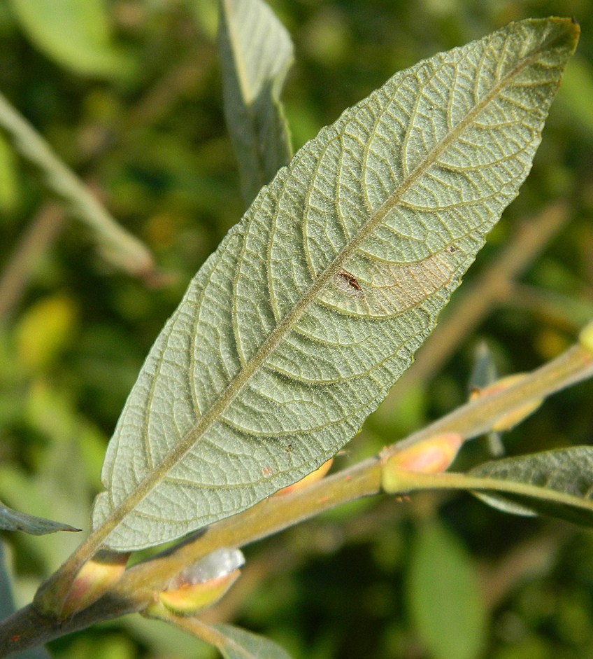 Image of genus Salix specimen.