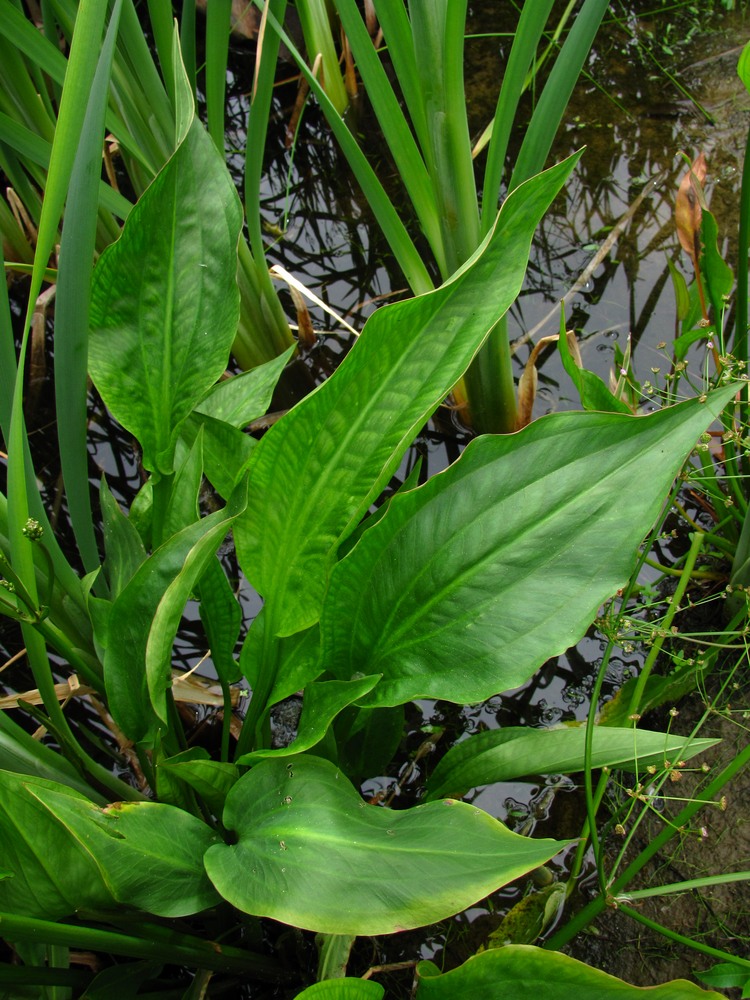 Image of Alisma &times; rhicnocarpum specimen.