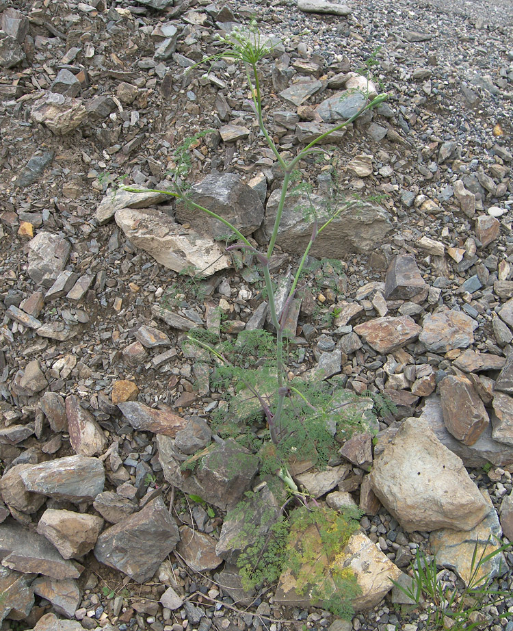 Изображение особи семейство Apiaceae.