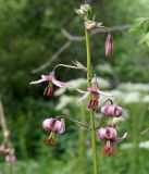 Lilium pilosiusculum. Верхушка растения с цветками и бутоном. Иркутская обл., западное побережье Байкала, окр. базы \"Чара\", пойма руч. Хорга 03.07.2014.