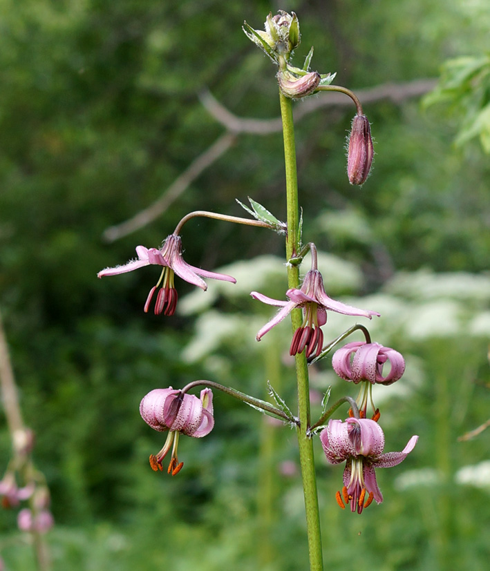 Изображение особи Lilium pilosiusculum.