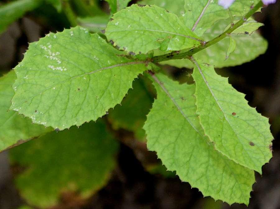 Image of Cicerbita pancicii specimen.