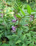 Vicia sepium