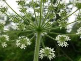 Heracleum lanatum