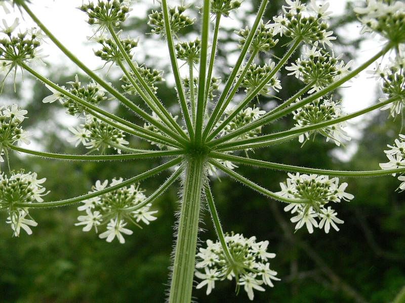 Image of Heracleum lanatum specimen.