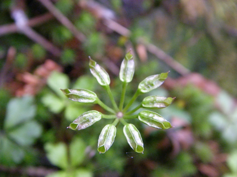 Image of Coptis trifolia specimen.